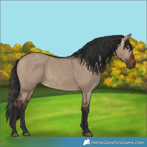 Horse Color:Brown Dun 