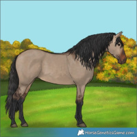 Horse Color:Brown Dun 