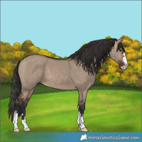Horse Color:Brown Dun 