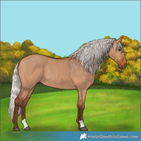 Horse Color:Silver Bay Dun