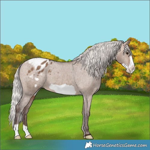 Horse Color:Silver Brown Dun Frame Appaloosa 