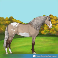 Horse Color:Silver Brown Dun Frame Appaloosa 