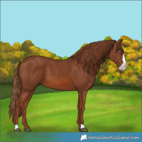 Horse Color:Chestnut Frame