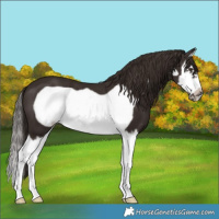 Horse Color:Liver Chestnut Splash Frame 