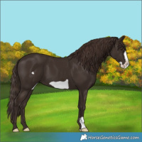 Horse Color:Liver Chestnut Frame 