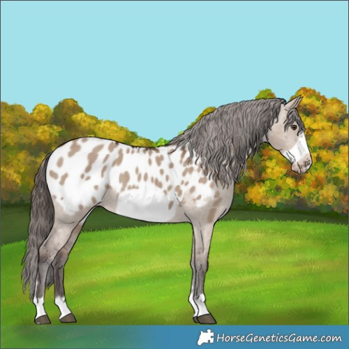 Horse Color:Liver Red Dun Frame Appaloosa Rabicano 