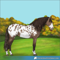 Horse Color:Liver Red Dun Frame Appaloosa Rabicano 