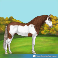 Horse Color:Chestnut Splash Frame