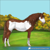 Horse Color:Chestnut Frame