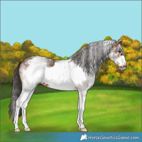Horse Color:White Spotted Bay Frame