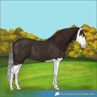 Horse Color:Liver Chestnut Splash 