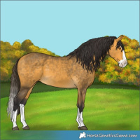 Horse Color:Buckskin Splash 