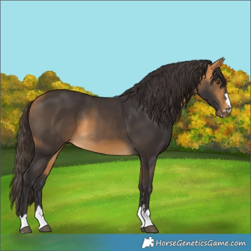 Horse Color:Buckskin 