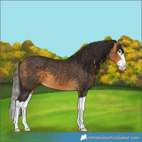 Horse Color:Buckskin Splash 