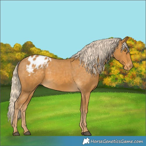 Horse Color:Palomino Appaloosa