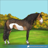 Horse Color:Buckskin Frame 