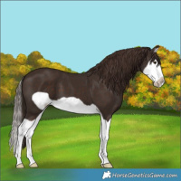 Horse Color:Liver Chestnut Splash Frame 