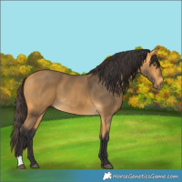 Horse Color:Buckskin