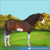 Horse Color:Bay Splash Frame