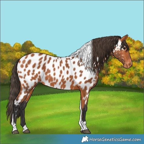 Horse Color:Bay Tobiano Appaloosa Rabicano