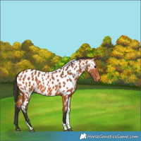 Horse Color:Bay Tobiano Appaloosa Rabicano