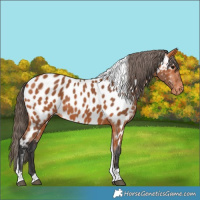 Horse Color:Bay Tobiano Near Leopard Rabicano
