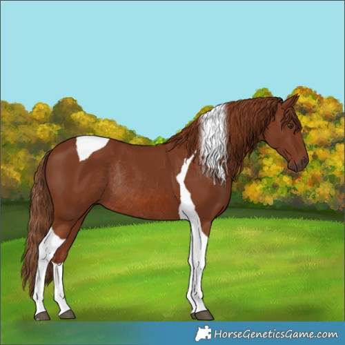 Horse Color:Chestnut Tobiano Rabicano