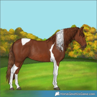 Horse Color:Chestnut Tobiano Rabicano 