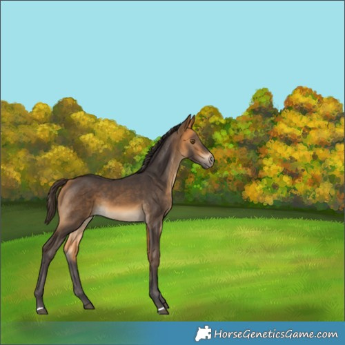 Horse Color:Buckskin 