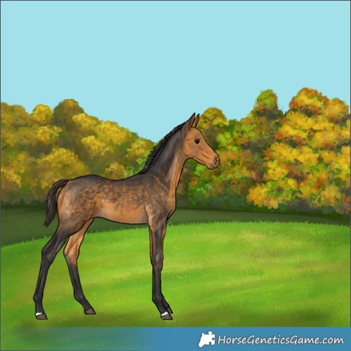 Horse Color:Buckskin 