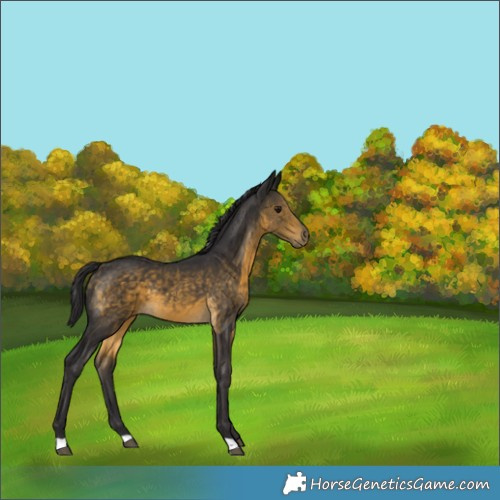 Horse Color:Buckskin 