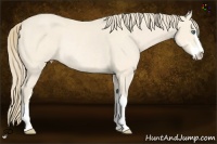 Horse Color:Perlino Sabino Rabicano 