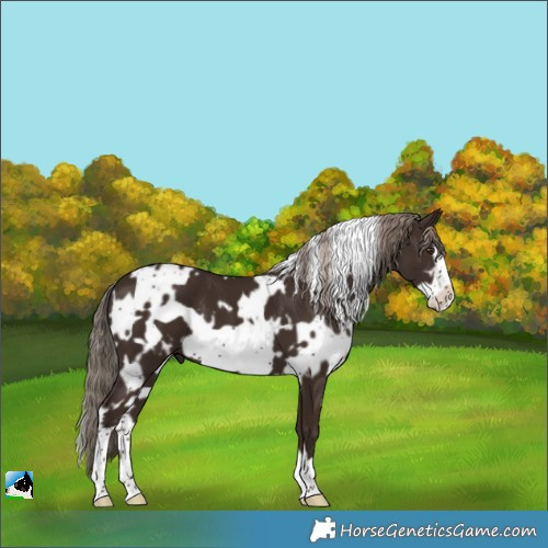 Horse Color:White Spotted Liver Chestnut Frame 