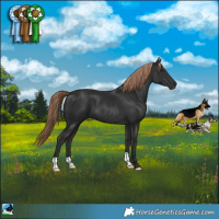 Horse Color:Liver Chestnut 