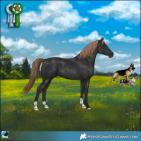 Horse Color:Liver Chestnut 