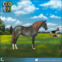 Horse Color:Liver Chestnut 