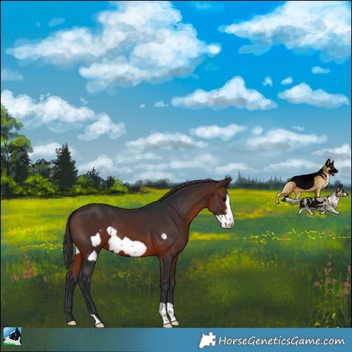 Horse Color:Brown Frame 