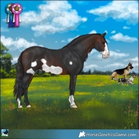 Horse Color:Brown Frame 