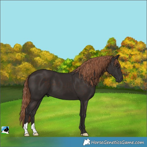 Horse Color:Liver Chestnut 