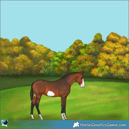 Horse Color:Bay Frame 