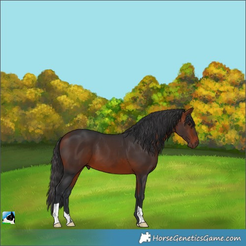 Horse Color:Brown 