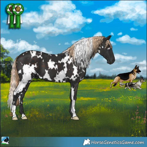 Horse Color:White Spotted Liver Chestnut 