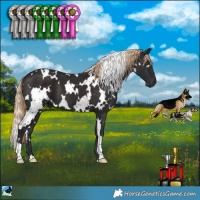 Horse Color:White Spotted Liver Chestnut 