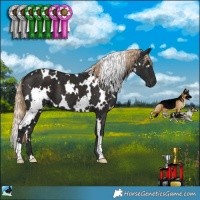 Horse Color:White Spotted Liver Chestnut 