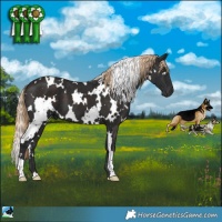 Horse Color:White Spotted Liver Chestnut
