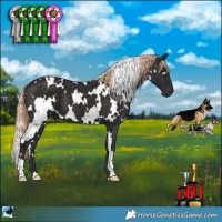 Horse Color:White Spotted Liver Chestnut 