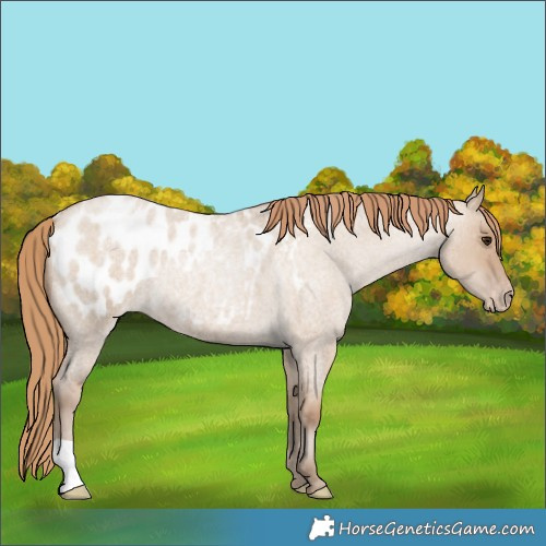 Horse Color:Grullo Roan Pearl Appaloosa 