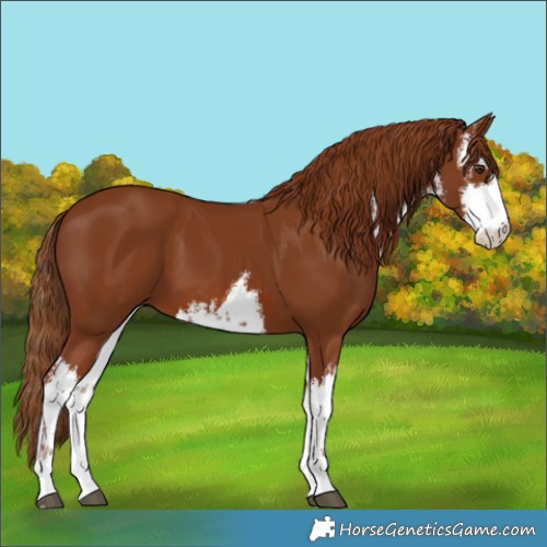 Horse Color:White Spotted Chestnut