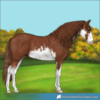 Horse Color:White Spotted Chestnut 