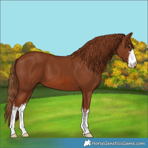 Horse Color:White Spotted Chestnut 